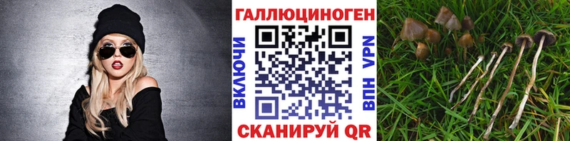 Галлюциногенные грибы Psilocybe Владимир